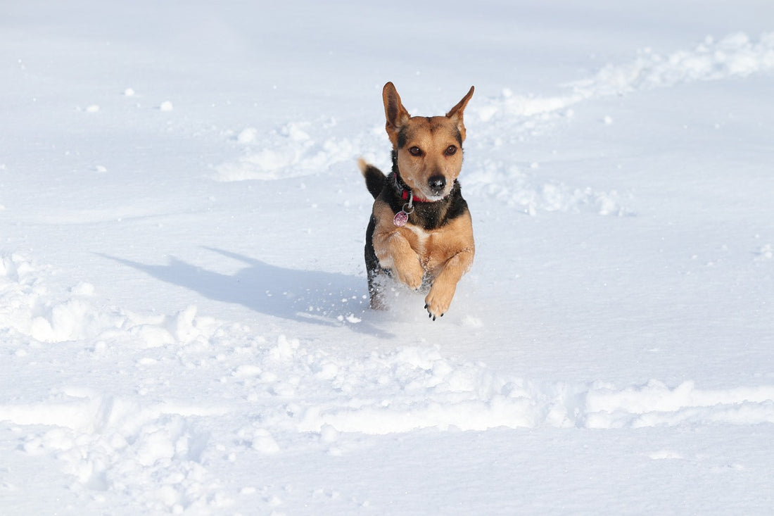 Vintertid och din hund - Så skyddar du din bästa vän mot kyla och faror