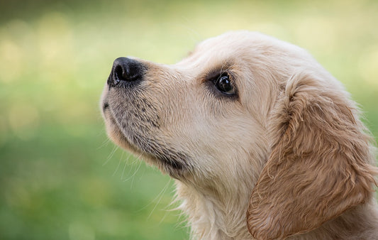 Planer på att skaffa Hund? Här är våra bästa tips för en trygg start!