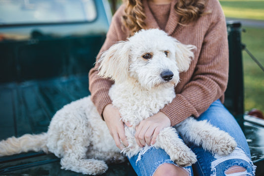 Att stärka bandet mellan dig och din hund